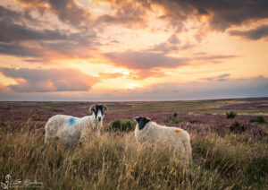 Sheeps On Danby Moor At Sunset