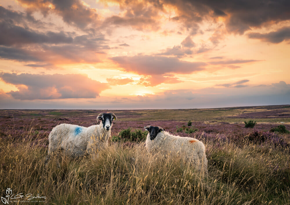 Sheeps On Danby Moor At Sunset 1 Sheeps On Danby Moor At Sunset