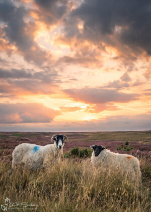Danby Sheeps At Sunset