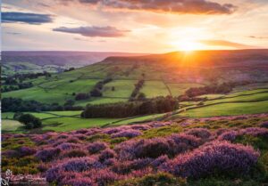 Farndales Purple Heather At Sunset