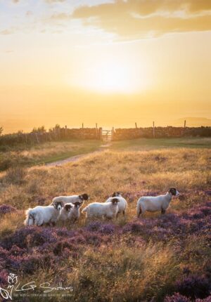 Sheep At Roseberry