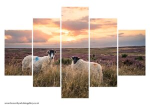 Sheeps On The Danby Moor At Sunset 5 PCS Wall Art