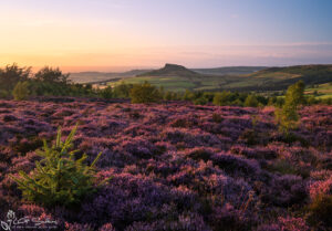 Stunning Sunset View Of Roseberry Topping And North York Moors Heather