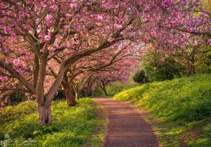 Blossom Sunrise at Saltburn’s Italian Gardens