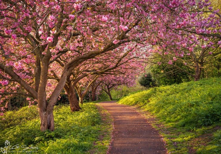Blossom Sunrise at Saltburn’s Italian Gardens