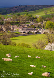 Burnsall Spring Lambs