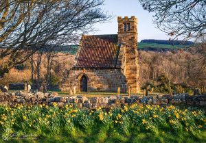 Daffodils at Upleatham Church