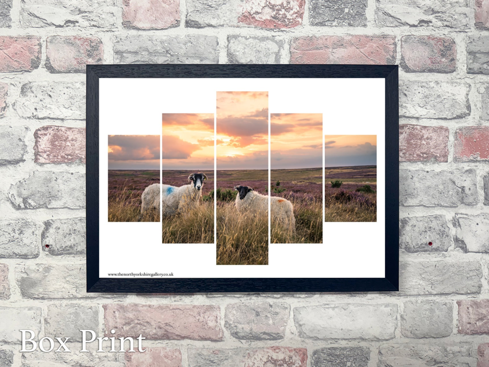 Sheeps On The Danby Moor At Sunset 5 PCS Wall Art 6 Sheeps On The Danby Moor At Sunset 5 PCS Wall Art Landscape Box Print