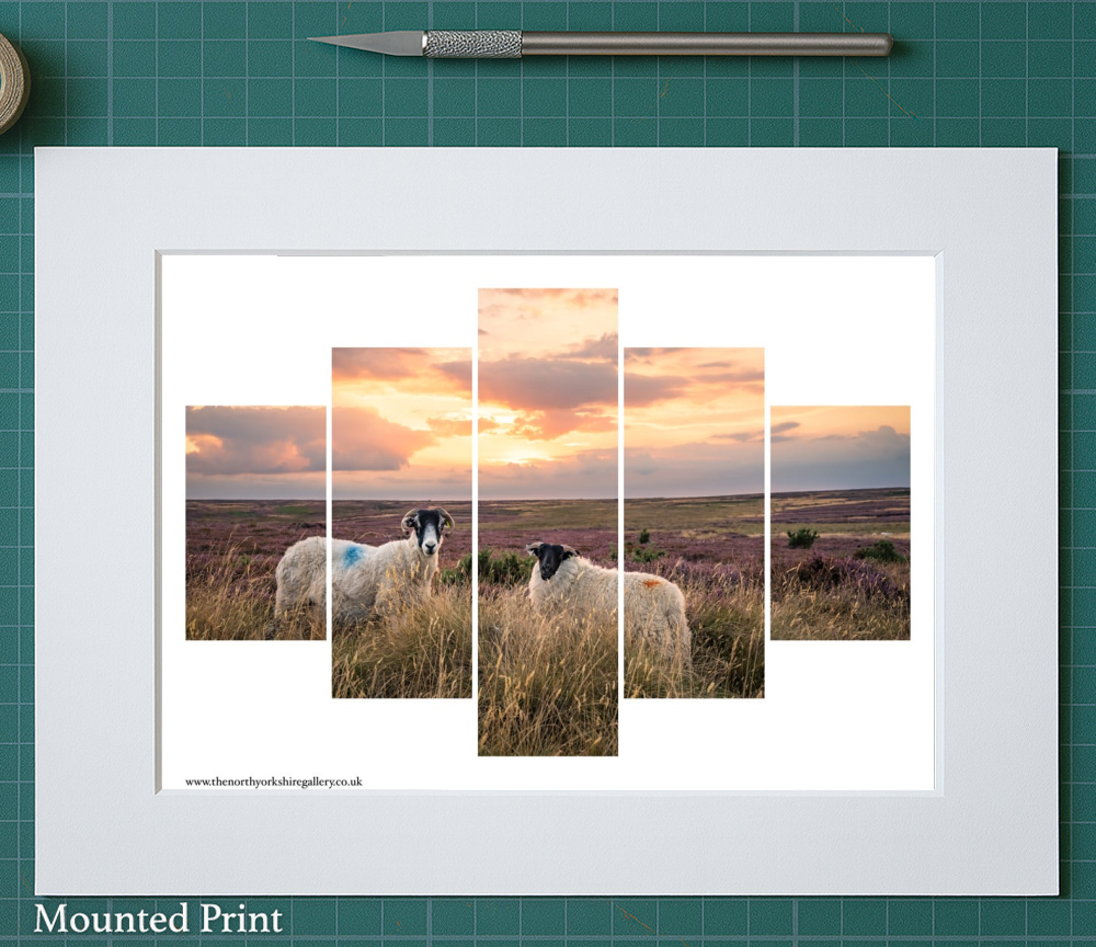 Sheeps On The Danby Moor At Sunset 5 PCS Wall Art 8 Sheeps On The Danby Moor At Sunset 5 PCS Wall Art Landscape Mounted Print